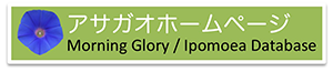 Asagao Homepage