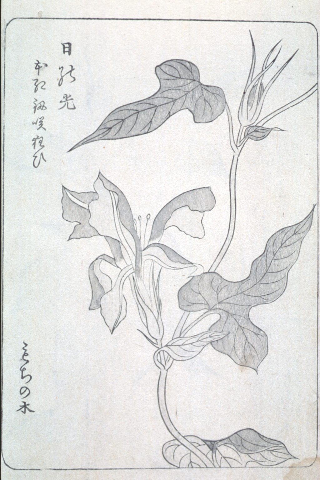 asagaofu-04