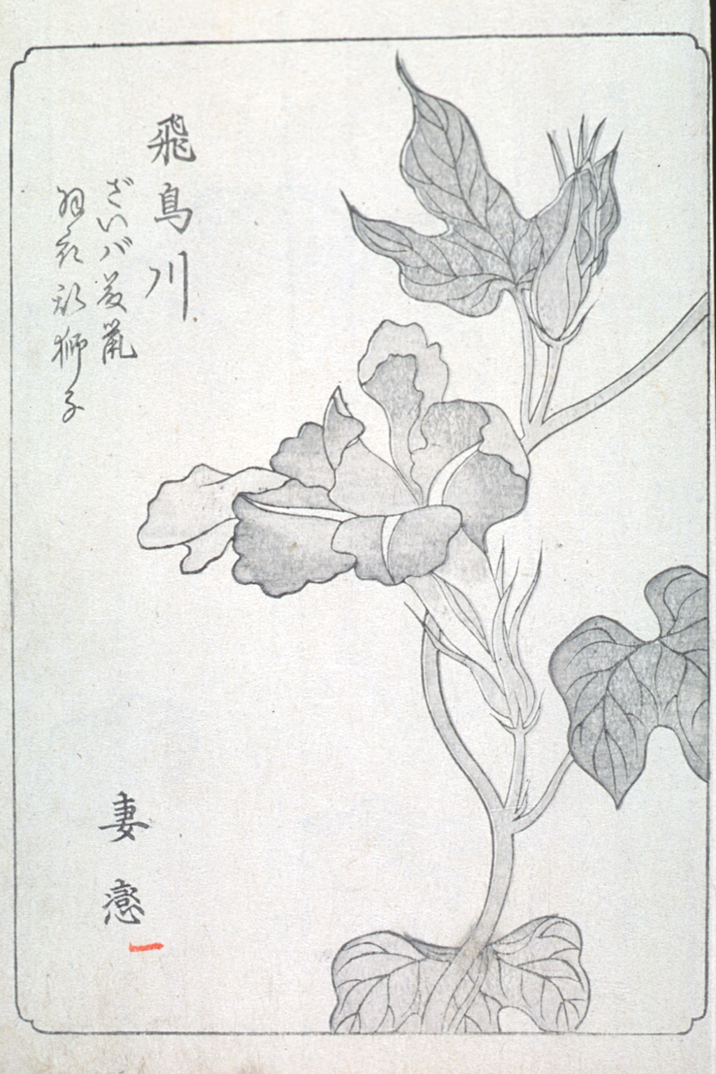asagaofu-07