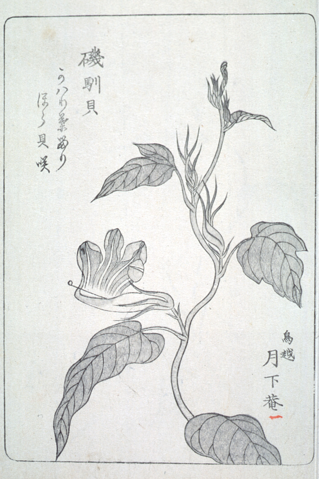 asagaofu-17