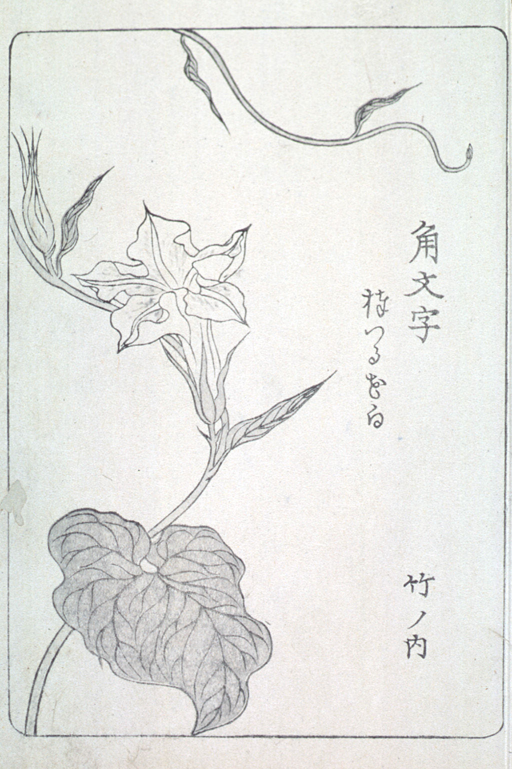 asagaofu-21