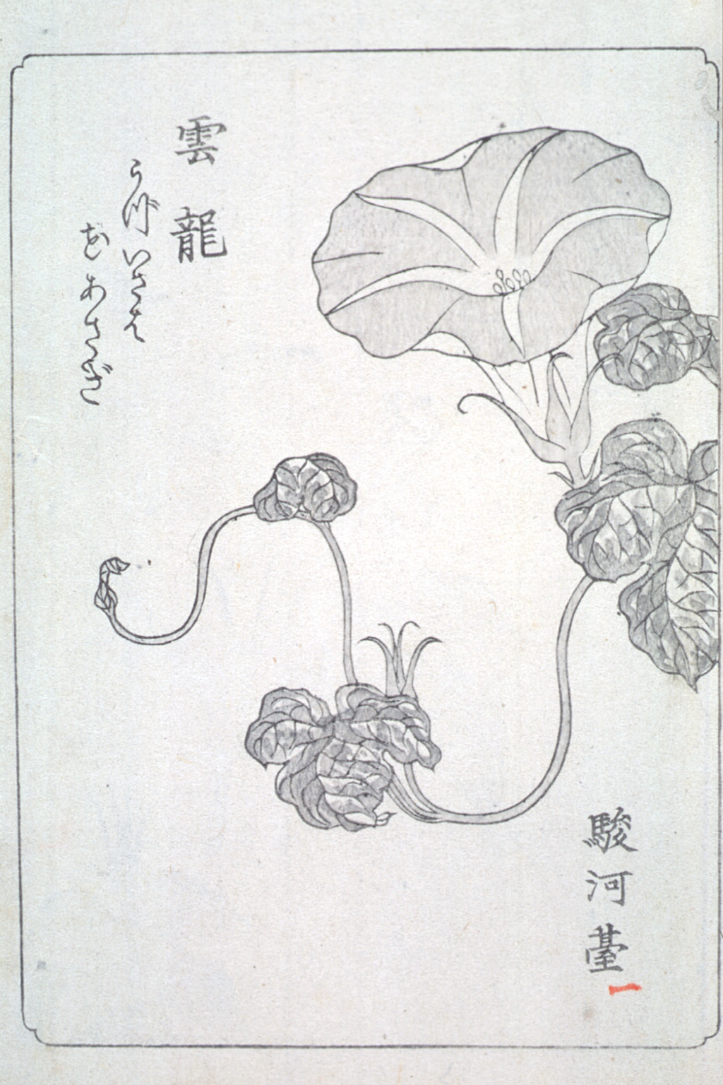 asagaofu-43