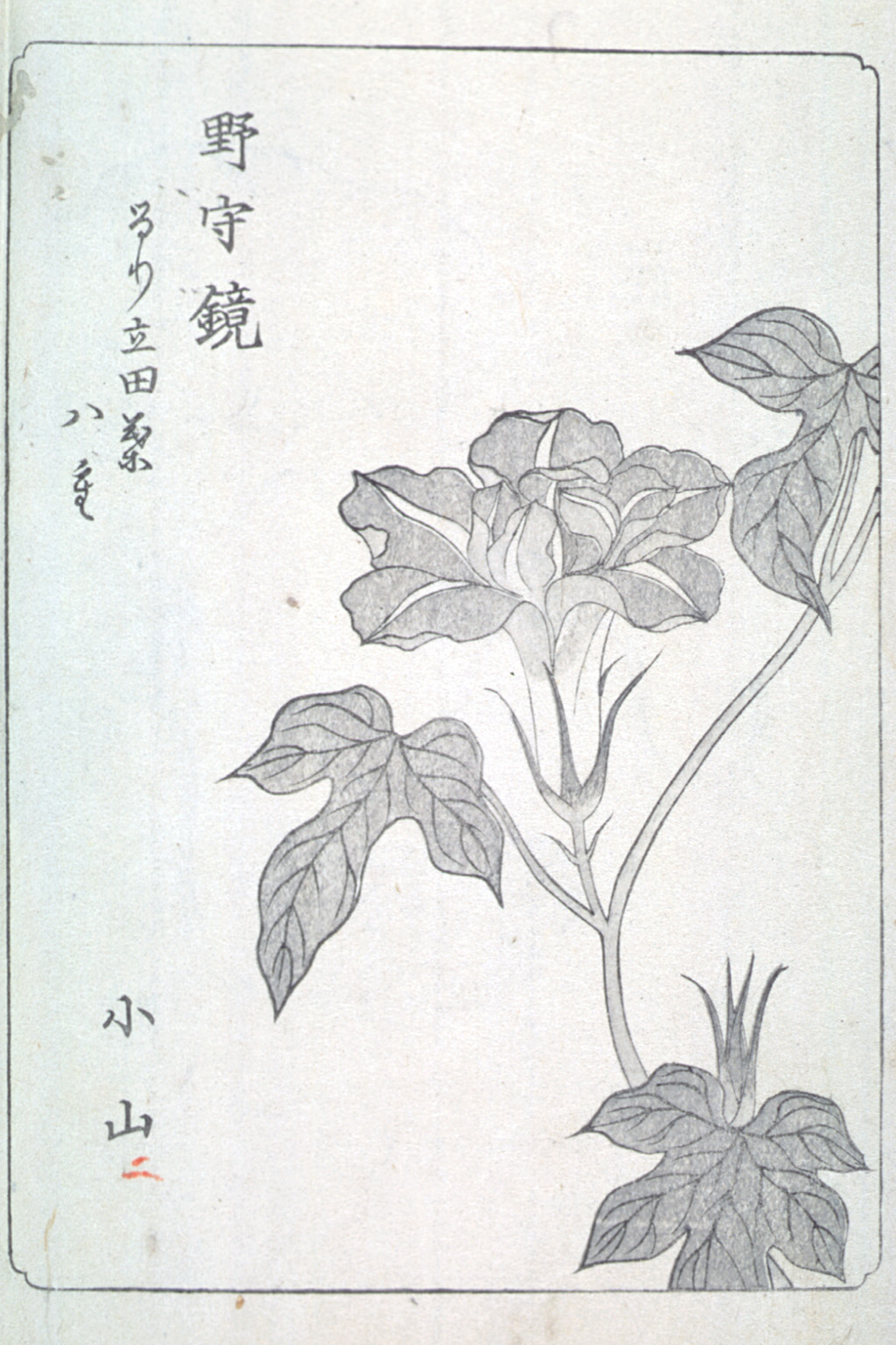 asagaofu-44