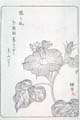 asagaofu-42