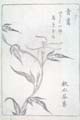 asagaofu-45
