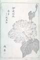 asagaofu-48