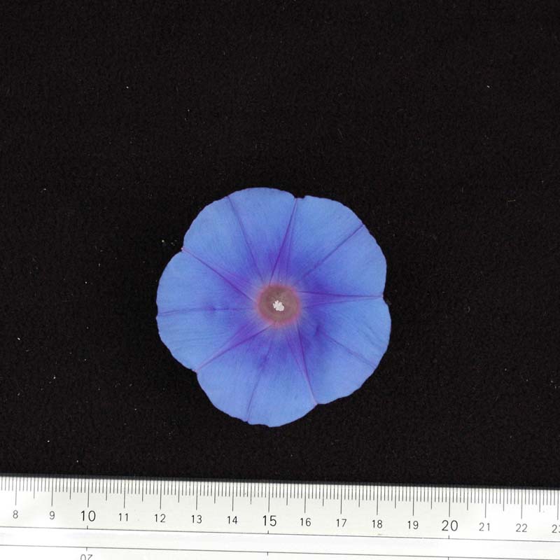 051
